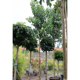 JAPÁN FAGYAL-LIGUSTRUM JAPONICUM STANDARD C.8/10