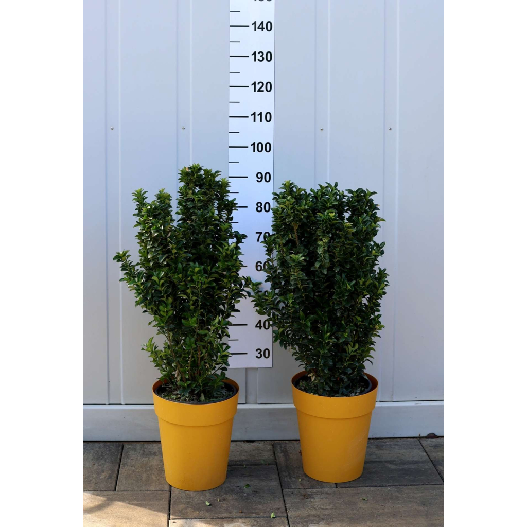 OSZLOPOS KECSKERÁGÓ BENKOMASAKI 9L-EUONYMUS JAPONICUS BENKOMASAKI