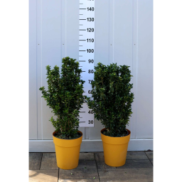 OSZLOPOS KECSKERÁGÓ BENKOMASAKI 9L-EUONYMUS JAPONICUS BENKOMASAKI