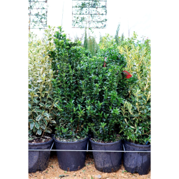 OSZLOPOS KECSKERÁGÓ BENKOMASAKI 9L-EUONYMUS JAPONICUS BENKOMASAKI