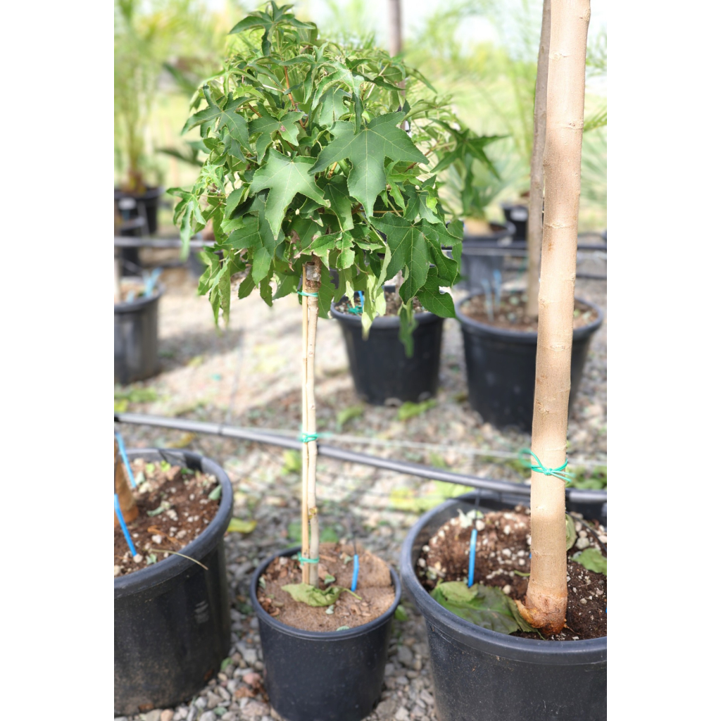 AMERIKA ÁMBRAFA GUMBALL 1/4-LIQUIDAMBAR STYRACIFLUA GUMBALL 1/4 STANDARD