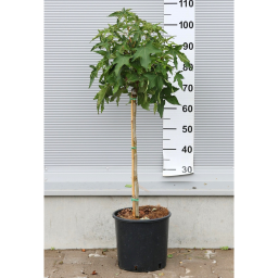 AMERIKA ÁMBRAFA GUMBALL 1/4-LIQUIDAMBAR STYRACIFLUA GUMBALL 1/4 STANDARD