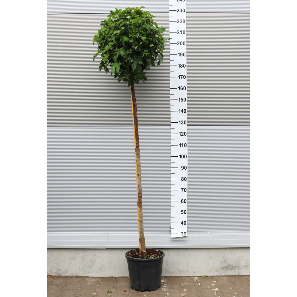 AMERIKAI ÁMBRAFA GUMBALL 3/4-LIQUIDAMBAR STYRACIFLUA GUMBALL 3/4 STANDARD