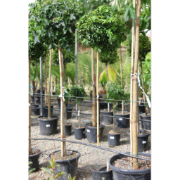 AMERIKAI ÁMBRAFA GUMBALL 3/4-LIQUIDAMBAR STYRACIFLUA GUMBALL 3/4 STANDARD