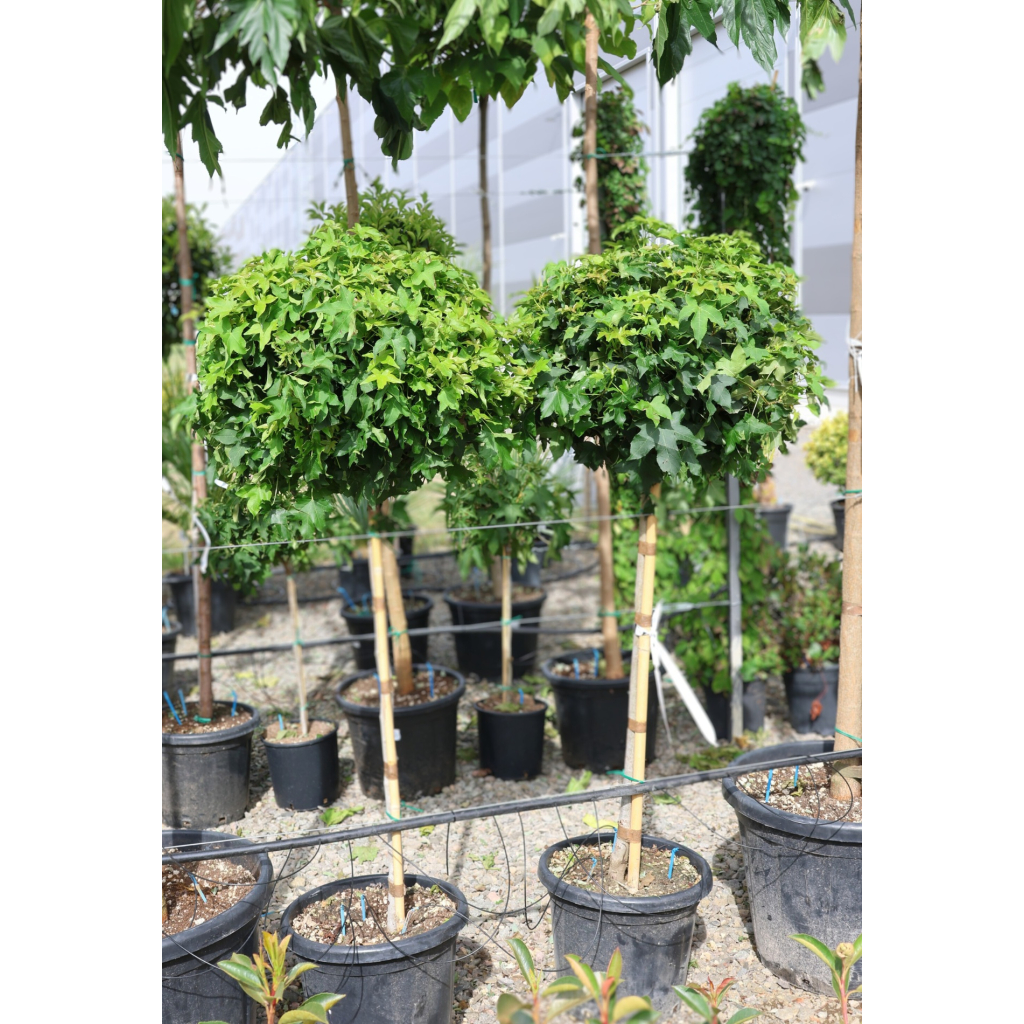 AMERIKAI ÁMBRAFA GUMBALL 1/2-LIQUIDAMBAR STYRACIFLUA GUMBALL 1/2 STANDARD CLT 25