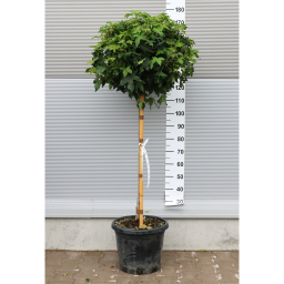AMERIKAI ÁMBRAFA GUMBALL 1/2-LIQUIDAMBAR STYRACIFLUA GUMBALL 1/2 STANDARD CLT 25