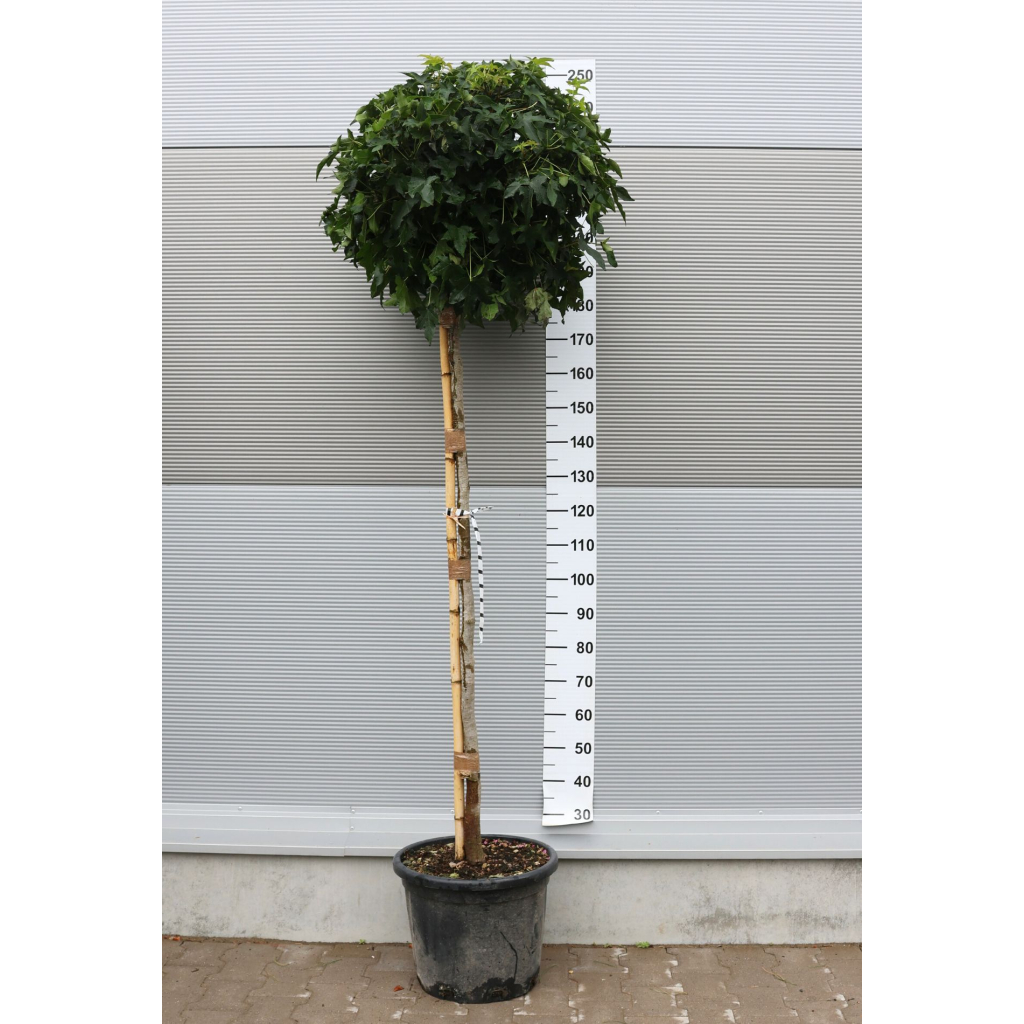 AMERIKAI ÁMBRAFA GUMBALL 1/2-LIQUIDAMBAR STYRACIFLUA GUMBALL 1/2 STANDARD CLT 30