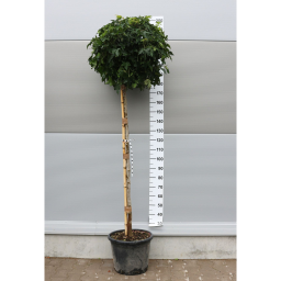 AMERIKAI ÁMBRAFA GUMBALL 1/2-LIQUIDAMBAR STYRACIFLUA GUMBALL 1/2 STANDARD CLT 30