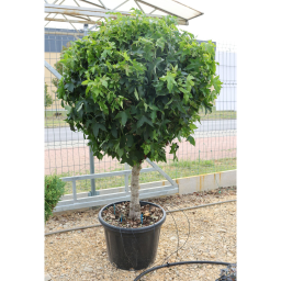 AMERIKAI ÁMBRAFA GUMBALL 1/4-LIQUIDAMBAR STYRACIFLUA GUMBALL 1/4 STANDARD CLT 40