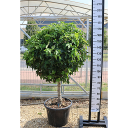 AMERIKAI ÁMBRAFA GUMBALL 1/4-LIQUIDAMBAR STYRACIFLUA GUMBALL 1/4 STANDARD CLT 40