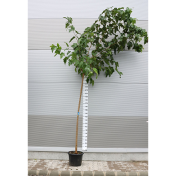 PLATÁNLEVELŰ EPERFA-MORUS PLATANIFOLIA STANDARD C.14/16