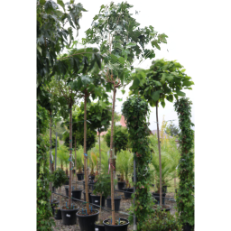 PLATÁNLEVELŰ EPERFA-MORUS PLATANIFOLIA STANDARD C.14/16