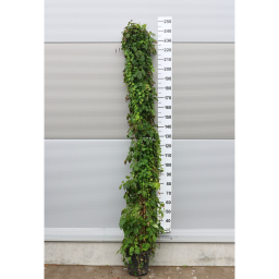 TAPADÓ VADSZŐLŐ-PARTHENOCISSUS QUINQUEFOLIA CLIMBING