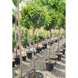 KORALLBERKENYE RED ROBIN TÖRZSES 30L-PHOTINIA FRASERI RED ROBIN 1/2 STANDARD CLT 30