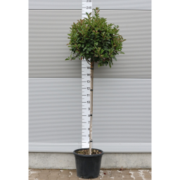 KORALLBERKENYE RED ROBIN TÖRZSES 30L-PHOTINIA FRASERI RED ROBIN 1/2 STANDARD CLT 30