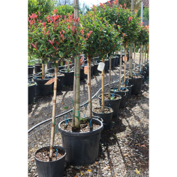 KORALLBERKENYE ROBUSTA COMPACTA TÖRZSES-PHOTINIA FRASERI ROBUSTA COMPACTA 1/2 STANDARD CLT 12