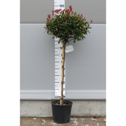 KORALLBERKENYE ROBUSTA COMPACTA TÖRZSES-PHOTINIA FRASERI ROBUSTA COMPACTA 1/2 STANDARD CLT 12