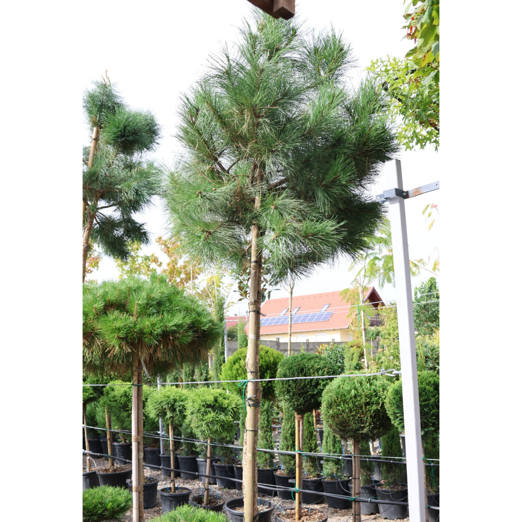 OSZTRÁK FEKETEFENYŐ- PINUS NIGRA AUSTRIACA STANDARD