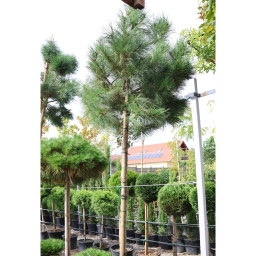 OSZTRÁK FEKETEFENYŐ- PINUS NIGRA AUSTRIACA STANDARD