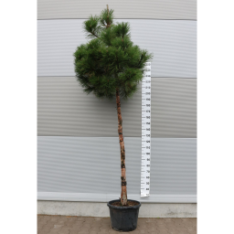 OSZTRÁK FEKETEFENYŐ- PINUS NIGRA AUSTRIACA STANDARD