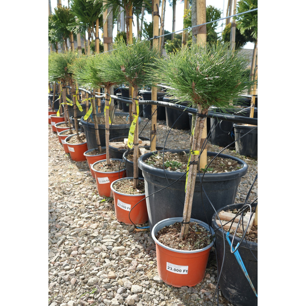 MAGASTÖRZSŰ GÖMBFENYŐ 40 CM-ES TÖRZS-PINUS BREPO 1/4 STANDARD