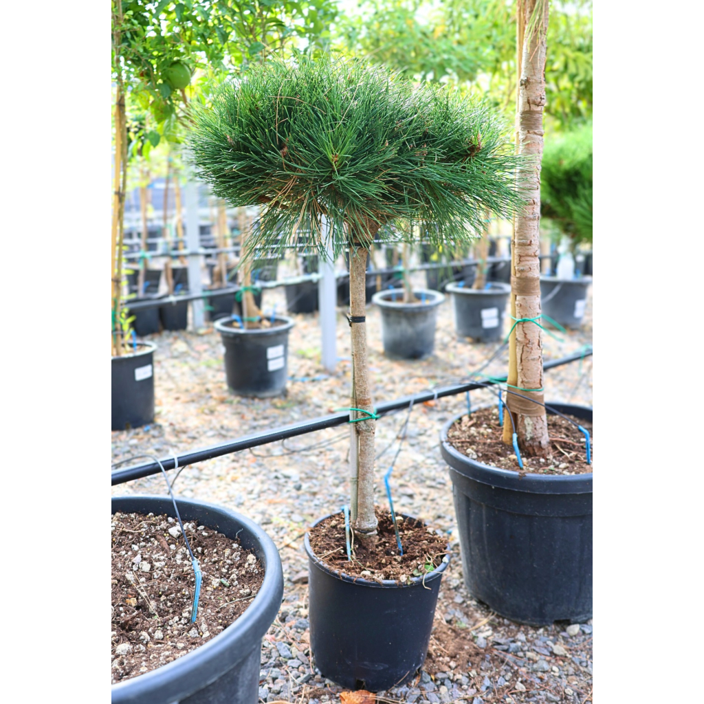 MAGASTÖRZSŰ GÖMBFENYŐ 60 CM-ES TÖRZS-PINUS BREPO 1/4 STANDARD