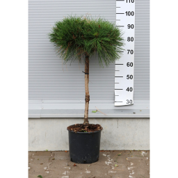 MAGASTÖRZSŰ GÖMBFENYŐ 60 CM-ES TÖRZS-PINUS BREPO 1/4 STANDARD