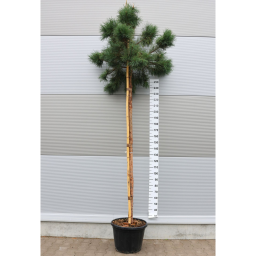 ERDEIFENYŐ-PINUS SYLVESTRIS