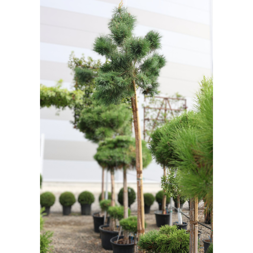 ERDEIFENYŐ-PINUS SYLVESTRIS