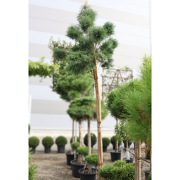 ERDEIFENYŐ-PINUS SYLVESTRIS