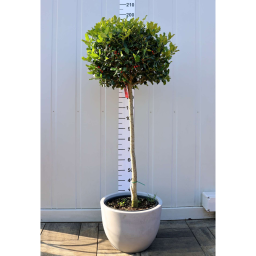 MAGYAL NELLIE R.STEVENS TÖRZSES-ILEX MUTCHAGARA NELLIE R.STEVENS