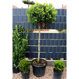 MAGYAL NELLIE R.STEVENS TÖRZSES-ILEX MUTCHAGARA NELLIE R.STEVENS