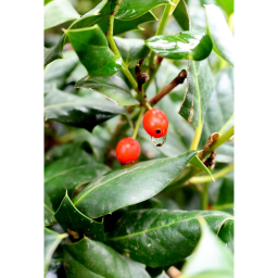 MAGYAL NELLIE R.STEVENS TÖRZSES-ILEX MUTCHAGARA NELLIE R.STEVENS