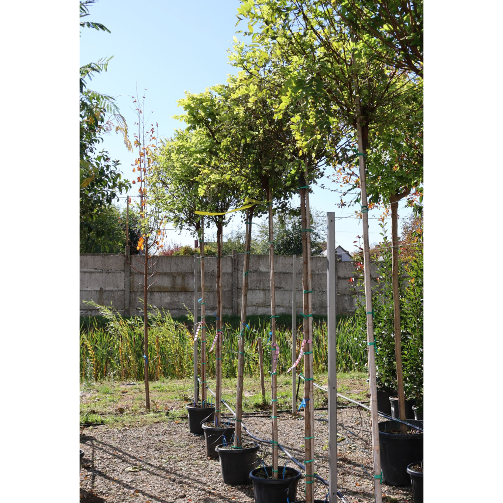 GÖMBAKÁC-ROBINIA PSEUDOACACIA UMBRACULIFERA