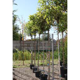 GÖMBAKÁC-ROBINIA PSEUDOACACIA UMBRACULIFERA