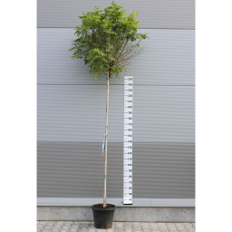 GÖMBAKÁC-ROBINIA PSEUDOACACIA UMBRACULIFERA