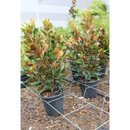 ÖRÖKZÖLD MAGNÓLIA BOKOR-MAGNOLIA GRANDIFLORA LITTLE GEM BUSH CLT 9