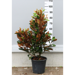 ÖRÖKZÖLD MAGNÓLIA BOKOR-MAGNOLIA GRANDIFLORA LITTLE GEM BUSH CLT 9