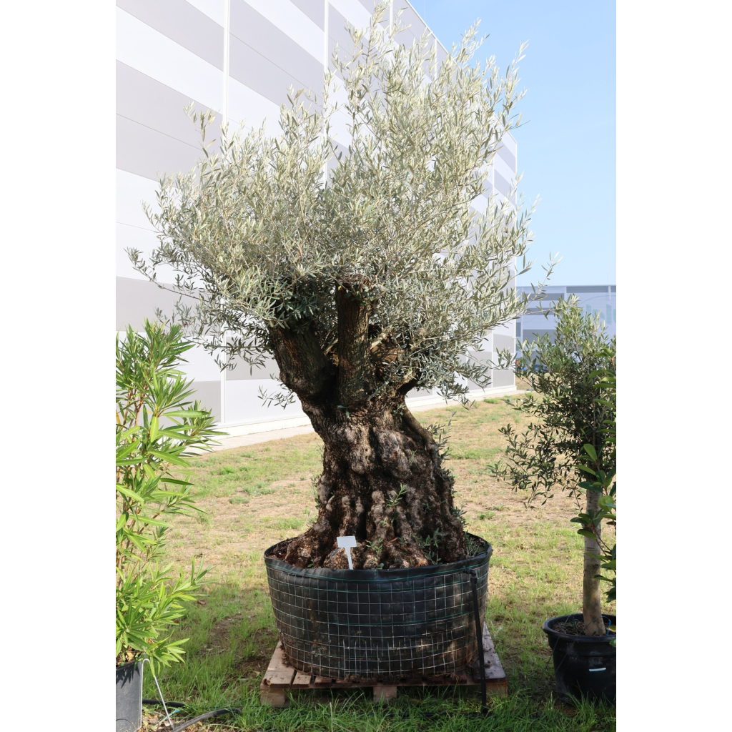 OLAJFA BONSAI 160/180- OLEA EUROPAEA BONSAI