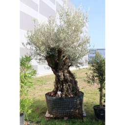 OLAJFA BONSAI 160/180- OLEA EUROPAEA BONSAI