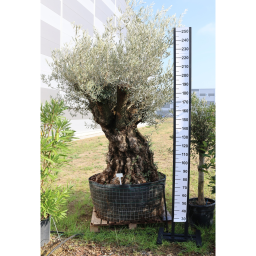 OLAJFA BONSAI 160/180- OLEA EUROPAEA BONSAI