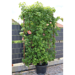 AMERIKAI ÁMBRAFA PANEL 200*130-LIQUIDAMBAR STYRACIFLUA