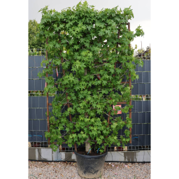 AMERIKAI ÁMBRAFA PANEL 200*130-LIQUIDAMBAR STYRACIFLUA