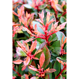 KORALLBERKENYE CHICO-PHOTINIA FRASERI CHICO