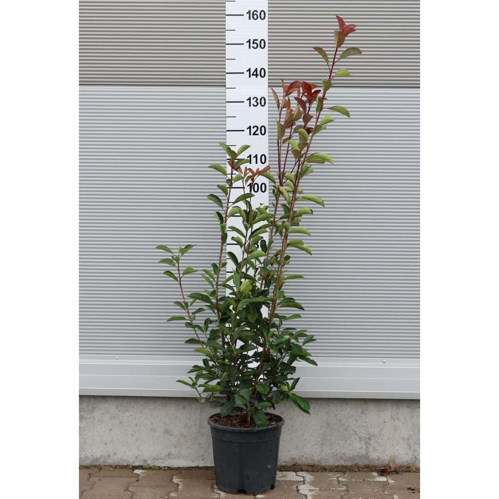 KORALLBERKENYE RED ROBIN 9L-PHOTINIA FRASERI RED ROBIN
