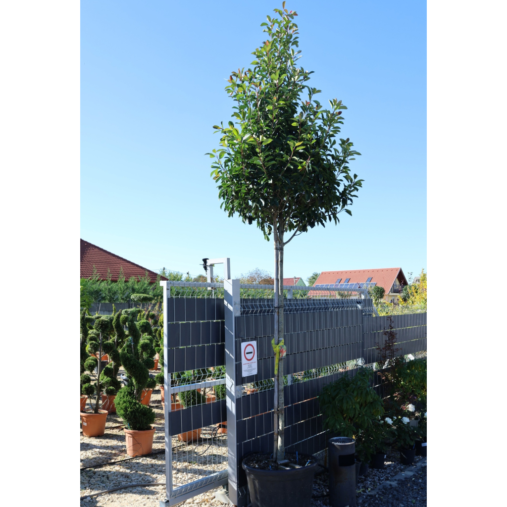 KORALLBERKENYE FA 12/14- PHOTINIA FRASERI RED ROBIN