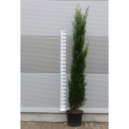 OSZLOPOS LEYLANDI CIPRUS 45L-CUPRESSOCYPARIS LEYL. PYRAMIDALIS[2001] BUSH