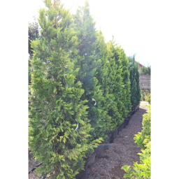LEYLANDI CIPRUS GOLD RIDER-CUPRESSOCYPARIS LEYLANDII GOLD RIDER