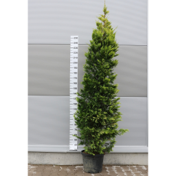 LEYLANDI CIPRUS GOLD RIDER-CUPRESSOCYPARIS LEYLANDII GOLD RIDER