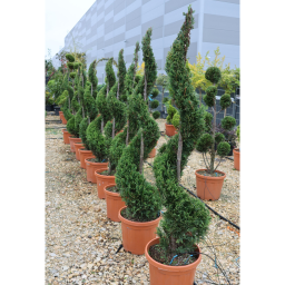 LEYLANDI CIPRUS CASTLEWELLAN GOLD SPIRÁL 140 CM- CUPRESSOCYPARIS LEYL. CASTLEWELLAND GOLD SPIRALE